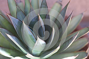 A blue glow agave plant