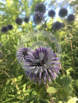 Blue Glow Globe Thistle Echinops bannaticus `Blue Glow`