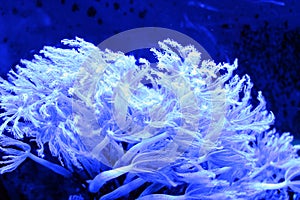 Blue Glowing Sea Coral Reef Creature