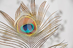 Blue and gold eye of peacock feather