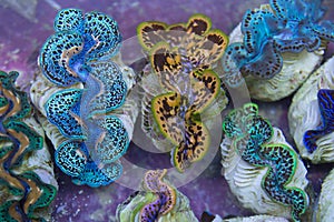 Blue Gold Giant Clams