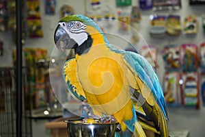 Blue & Gold Macaw