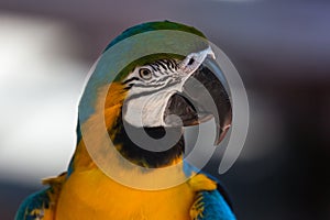 Blue and Gold Macaw