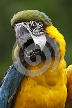 Blue-and-gold macaw