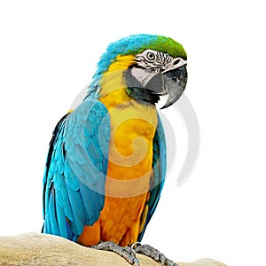 Blue and Gold Macaw