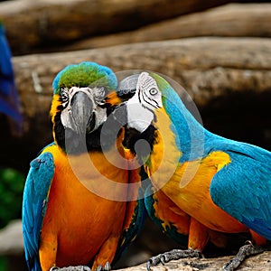 Blue and Gold Macaw