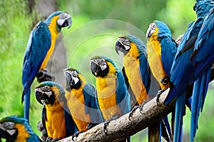 Blue and Gold Macaw