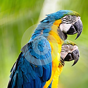 Blue and Gold Macaw