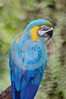 Blue and Gold Macaw