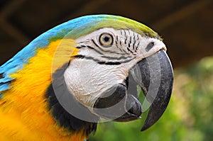 Blue-and-Gold Macaw