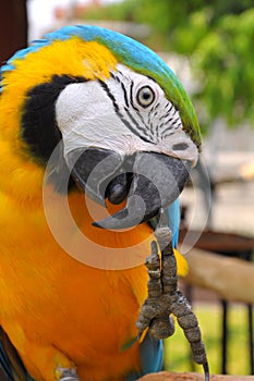 Blue-and-Gold Macaw