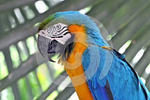 Blue and Gold Macaw photo