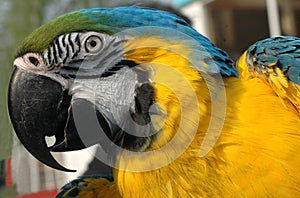 Blue and gold macaw