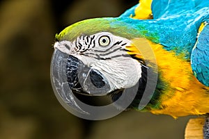 Blue and Gold Macaw