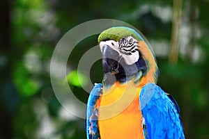 Blue and Gold Macaw