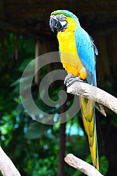 Blue-and-Gold Macaw