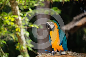 Blue and Gold Macaw