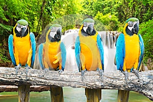 Blue-and-Gold Macaw against tropical waterfall background