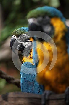 Blue and gold macaw (Ara ararauna)