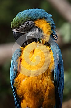 Blue and gold macaw (Ara ararauna)