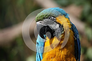 Blue and gold macaw (Ara ararauna)
