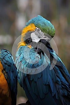 Blue and gold macaw (Ara ararauna)