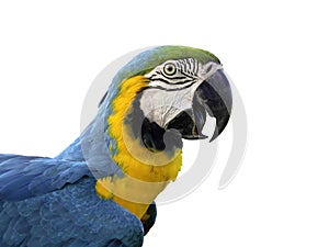 Blue and gold macaw Ara ararauna isolated