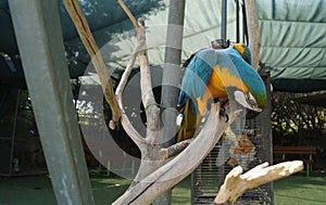The blue-and-gold macaw, Ara ararauna, is a large South American parrot with mostly blue top parts and light orange underparts.