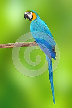 Blue and Gold Macaw aviary