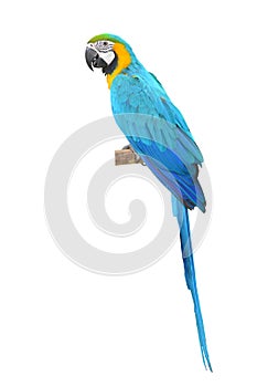 Blue and Gold Macaw aviary