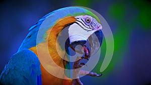blue and gold macaw bird