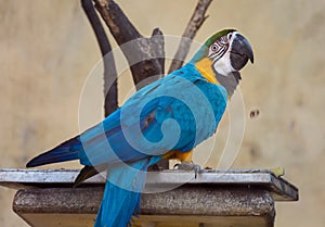 Blue gold macaw bird in an enclosure at a bird sanctuary in India.