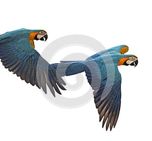 blue gold macaw bird flying isolate white background