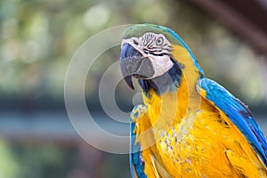 Blue and gold macaw bird with green nature background