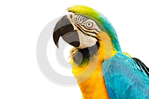 Blue and Gold Macaw Bird Isolated on White Background