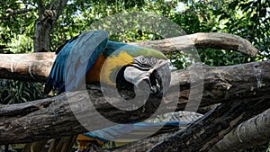 Blue and Gold Macaw Bird Portrait