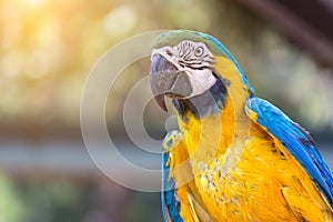 Blue and gold macaw bird with sunlight background