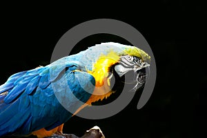 Blue and gold macaw bird - tropical parrot