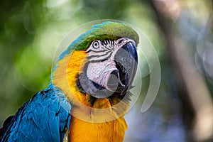 Blue and Gold Macaw with a blurred background