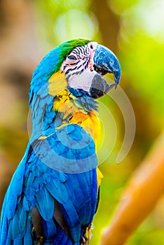 Blue and Gold Macaw on the branch