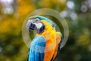 Blue and gold macaw close up of face and head photo