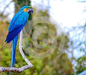 Blue and gold macaw perched on branch photo