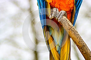 Blue and gold macaw close up of feet on branch photo