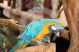 Blue & Gold Macaw is eating the banana