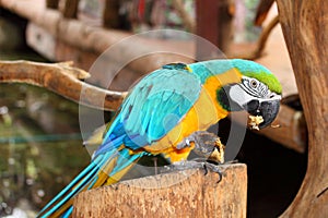 Blue Gold Macaw is eating the banana