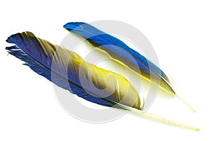 Blue and Gold Macaw feather