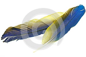 Blue and Gold Macaw feather