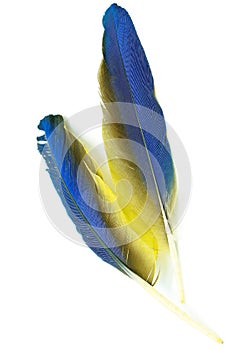 Blue and Gold Macaw feather