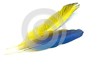 Blue and Gold Macaw feather
