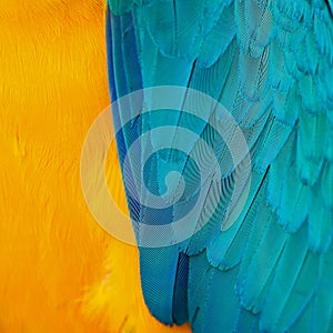 Blue and Gold Macaw feathers